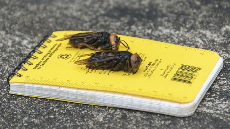 Dead Asian Giant Hornets are arranged on a researcher’s field notebook in Blaine, Wash., last month in this photo provided by the Washington State Department of Agriculture. (Washington State Department of Agriculture/Karla Salp) 