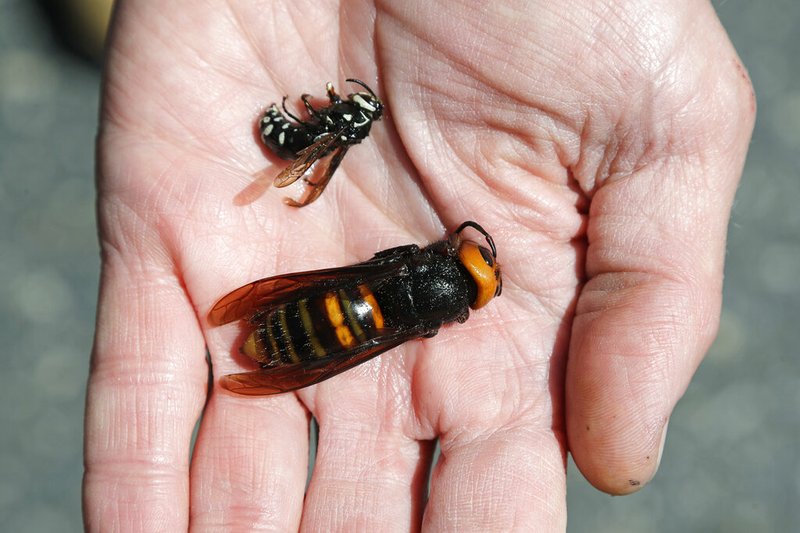 Washington State Department of Agriculture entomologist Chris Looney on Thursday, May 7, 2020, displays a dead Asian giant hornet (bottom), a sample of the so-called murder hornet brought in for research, next to a native bald-faced hornet collected in a trap.