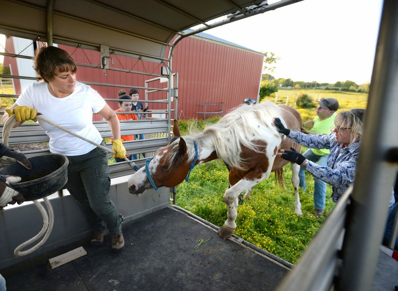 Animal League of Washington County volunteers Tina Poseno (left) and Marsha Wyatt (right) load a paint mare Wednesday into a trailer to be taken to a veterinarian from a Greenland residence. The mare later died early Thursday from injuries suffered at the residence. Ten live horses are in the process of being removed from the property by the league with help from Greenland's Police Department because of abuse and neglect while eight dead horses have been discovered. The Animal League has begun fundraising to help cover the cost of medical care for the animals. Go to nwaonline.com/200508Daily/ for today's photo gallery. (NWA Democrat-Gazette/Andy Shupe)