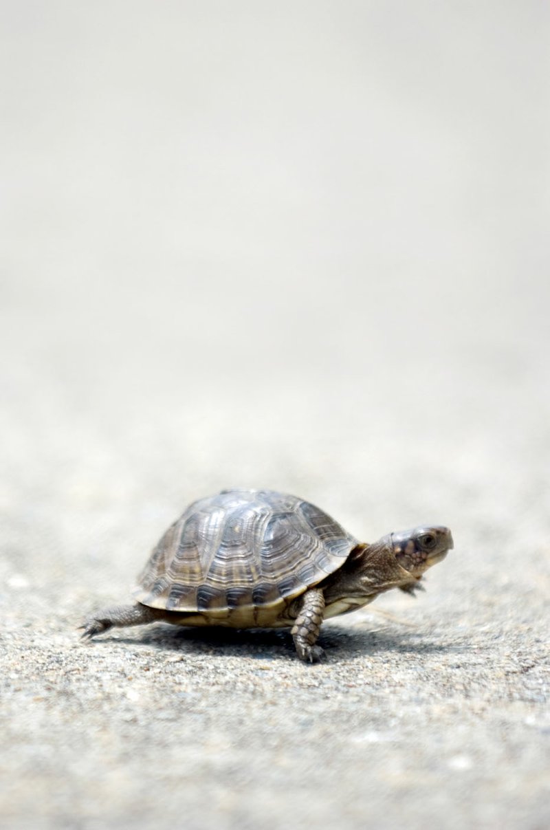 Whether it's helping a turtle cross the road or transcribing documents for Project Gutenberg, there are plenty of ways even now to volunteer for good. (File Photo)