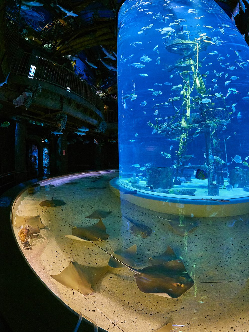 Virtually Wondrous Museum and aquarium WOW visitors with online offerings