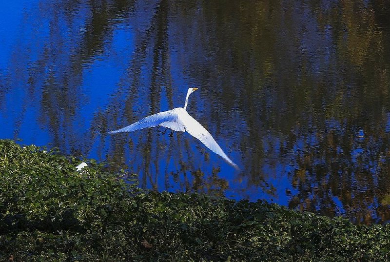 A bird takes off from the William E. "Bill" Clark Presidential Park Wetlands in this December 2016 file photo.