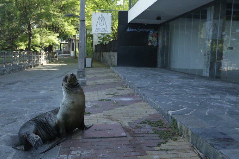 A sea lion sits last week outside a closed hotel in San Cristobal, Ecuador, in the Galapagos Islands. The majority of the island hotels are usually occupied throughout the year, but all reservations have been canceled through July. More photos at arkansasonline.com/512islands/. (AP/Adrian Vasquez) 