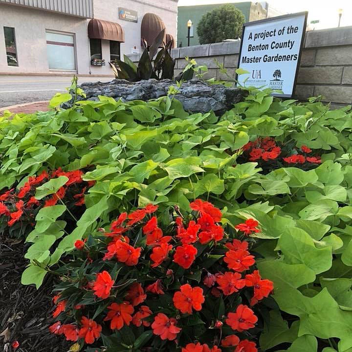 Master Gardeners Present Drive-Through Plant Sale | Northwest Arkansas ...