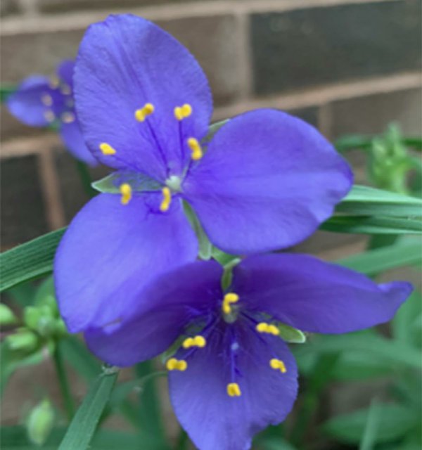 IN THE GARDEN: What is this purple flower?