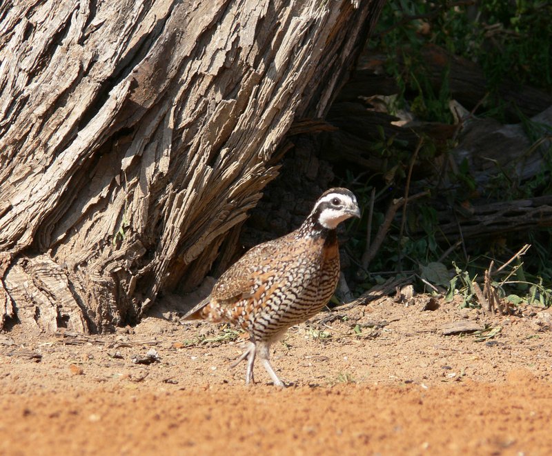 Bobwhites are often heard but less frequently seen in Arkansas. (File Photo) story.lead_photo.caption