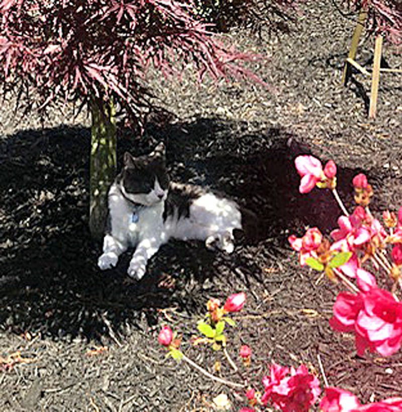 Chris and Barbara Taylor were selected as the Bella Vista Garden Club's Yard of the Month for May. Those interested in garden and landscaping inspiration are invited to drive by the property at 12 St. Helen's Lane and view the Taylors' handiwork. (Courtesy Photos)