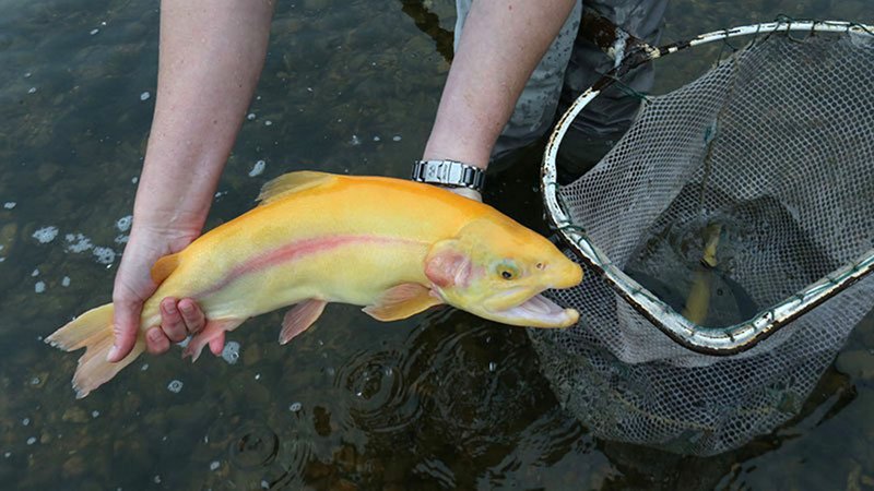 Arkansas Game and Fish Commission purchased golden trout from a commercial hatchery in Missouri and stocked them in the White River below Bull Shoals Dam. (Courtesy photo)