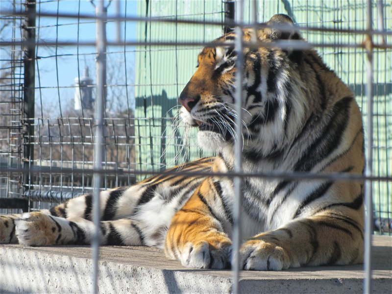 Tigers are among Turpentine Creek Wildlife Refuge's denizens that can be seen currently via online videos. The cats are predators, not pets, a Turpentine caretaker stresses.

(Special to the Democrat-Gazette/Marcia Schnedler)