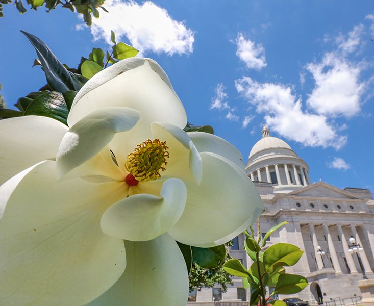 Blooming magnolias frame the state capitol building in Little Rock Monday morning, May 18, 2020.
(Arkansas Democrat-Gazette/JOHN SYKES)