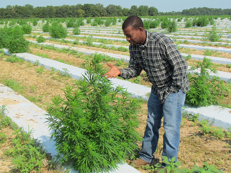 Dameion White, Extension associate for UAPB, examines a hemp plant on a farm in southern Arkansas. - Submitted photo