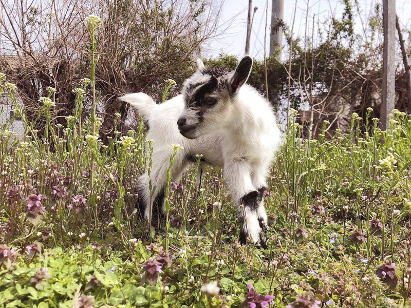 Baby goat stolen from community garden reunited with his owners Baby goat stolen from community garden reunited with his owners