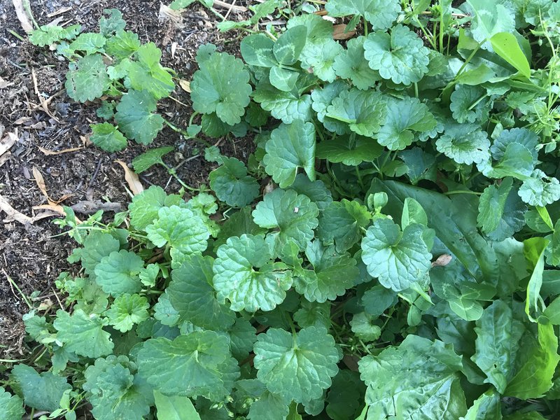 Creeping Charlie is a very determined weedy ground cover. (Special to the Democrat-Gazette)