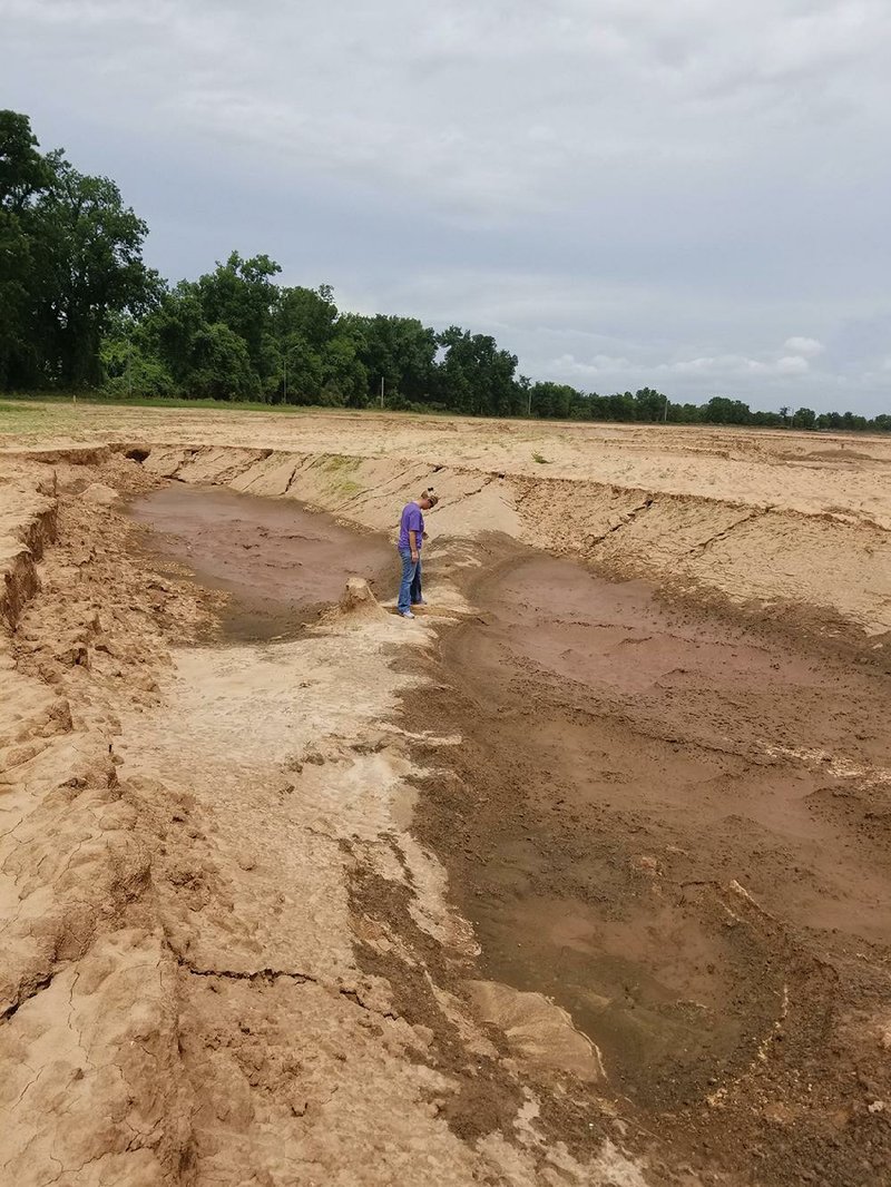 Conway County cattle farmer Tiffany Williams stands in a sand-cov- ered field after the 2019 flooding. She said the sand has created an environment where only weeds can grow easily. (Special to the Democrat-Gazette) 