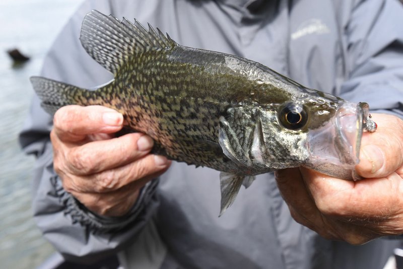 Carnes shows a black crappie he caught on May 8 2020 near Horseshoe Bend park. The angler caught both black and white crappie during his fishing day. Black crappie display more of a spotted pattern while the pattern on white crappie is more striped. (NWA Democrat-Gazette/Flip Putthoff)