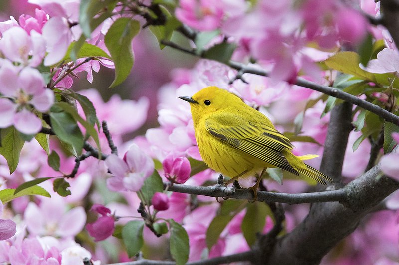 Protecting Wild Birds In Your Yard | Washington County Enterprise-Leader