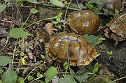 Box turtle hit by land developers brush hog, damaged shell : r/WildlifeRehab