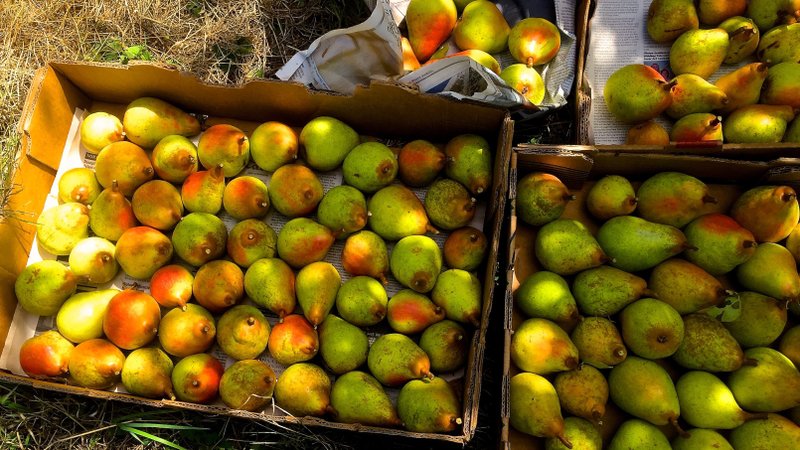 These freshly picked pears, photographed Aug. 25, 2015, in a home orchard near Langley, Wash., were donated to a local food bank where they were reported to be extremely popular with its clients.Food pantries often only have access to contributions of canned fruits and vegetables. (Dean Fosdick via AP)