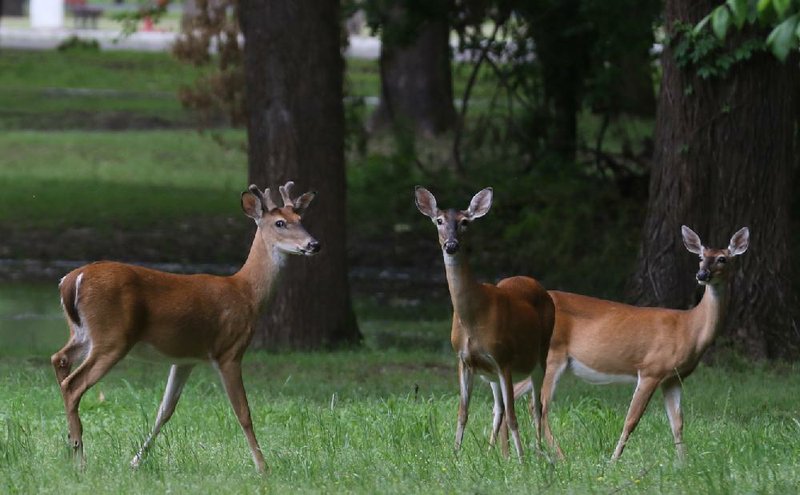 A small pack of deer graze in Burns Park on Thursday, May 28, 2020, in North Little Rock. 
(Arkansas Democrat-Gazette/Thomas Metthe)