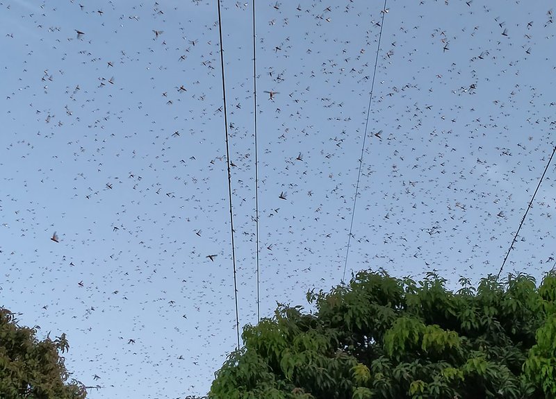 Locusts swarm above a mango tree orchard in Muzaffargarh, Pakistan, Friday, May 29, 2020. Pakistani officials say an outbreak of desert locusts is spreading across the country posing a threat to food security. (AP Photo/Tariq Qureshi)