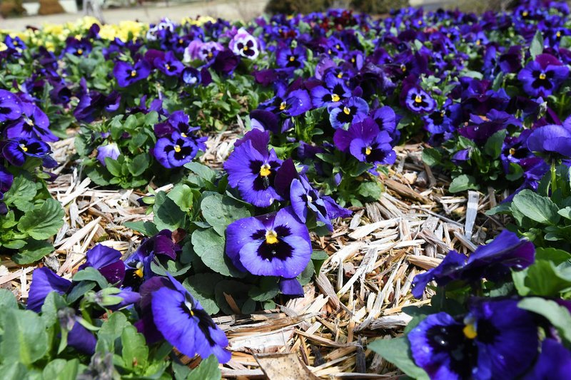 Gardeners promise a whole new vista of annual flowers when the garden reopens June 15. (NWA Democrat-Gazette/J.T. Wampler)