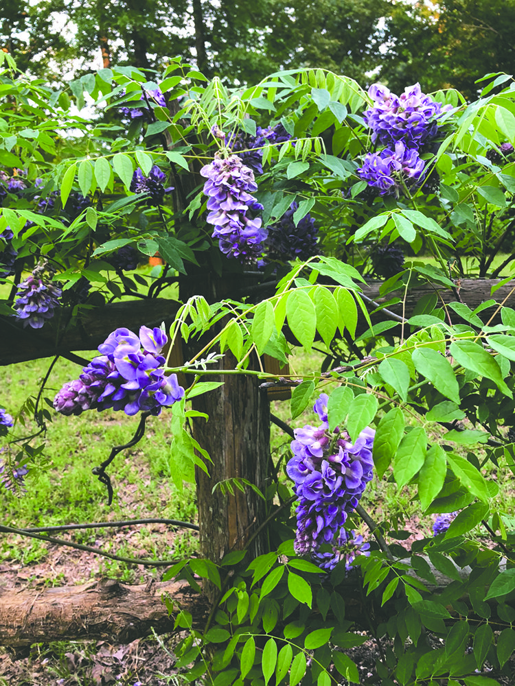 Tom Dillard, president of the Friends of the Malvern/Hot Spring County Public Library, recently took this photo in his garden of the American Wisteria - Submitted photo