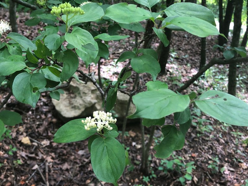 The rough-leaf dogwood, Cornus drummondii, is a small, native, understory tree. (Special to the Democrat-Gazette)