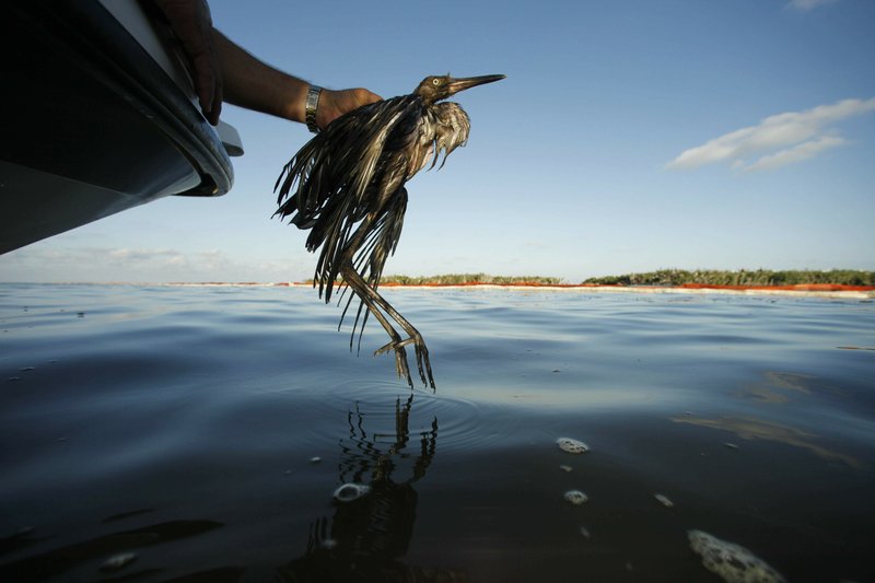 In this June 26, 2010 file photo, Plaquemines Parish Coastal Zone Director P.J. Hahn rescues a heavily oiled bird from the waters of Barataria Bay, La. The Trump administration wants to end the criminal penalties under the Migratory Bird Treaty Act to pressure companies into taking measures to prevent unintentional bird deaths. Critics including top Interior Department officials from Republican and Democratic administrations say the proposed change could devastate threatened and endangered species and accelerate a bird population decline across North America since the 1970s. (AP Photo/Gerald Herbert, File)