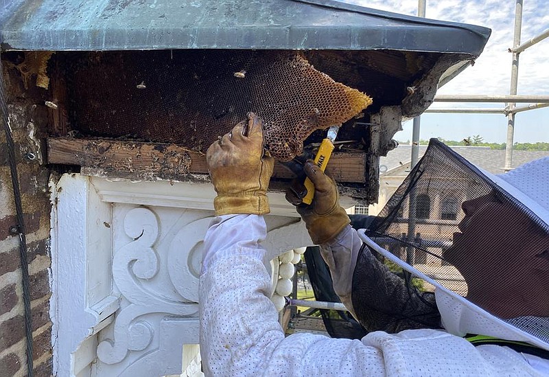 Caleb Hutcherson removes portions of a bee hive from outside the fifth floor of Old Main on the University of Arkansas, Fayetteville campus. Hutcherson, a beekeeper and UA student, worked with two others on Friday, June 5 and Monday, June 8 to remove the hive and relocate the bees to his family's farm in Prairie Grove. (Special to the Arkansas Democrat-Gazette)