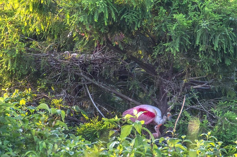 A roseate spoonbill tends to a young bird near a nest in a wetland area in Ashley County. The birds are typically found in coastal areas of Texas, Florida and Mexico. More photos at arkansasonline.com/621spoonbill/.
(Photo submitted by Jami Linder)