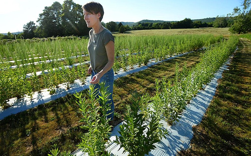 Jennifer Ogle checks on rows of native flowering plants June 25 at a farm in Fayetteville. The farm is taking part in the Arkansas Native Seed Program, a collaboration involving several state, federal and nonprofit organizations that are working to create a native seed industry for the state. (NWA Democrat-Gazette/Andy Shupe) 