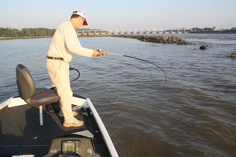 Retrieving square-billed crankbaits through gaps in revetments caught largemouth bass on the backwater side and white bass on the river side.
(Arkansas Democrat-Gazette/Bryan Hendricks)