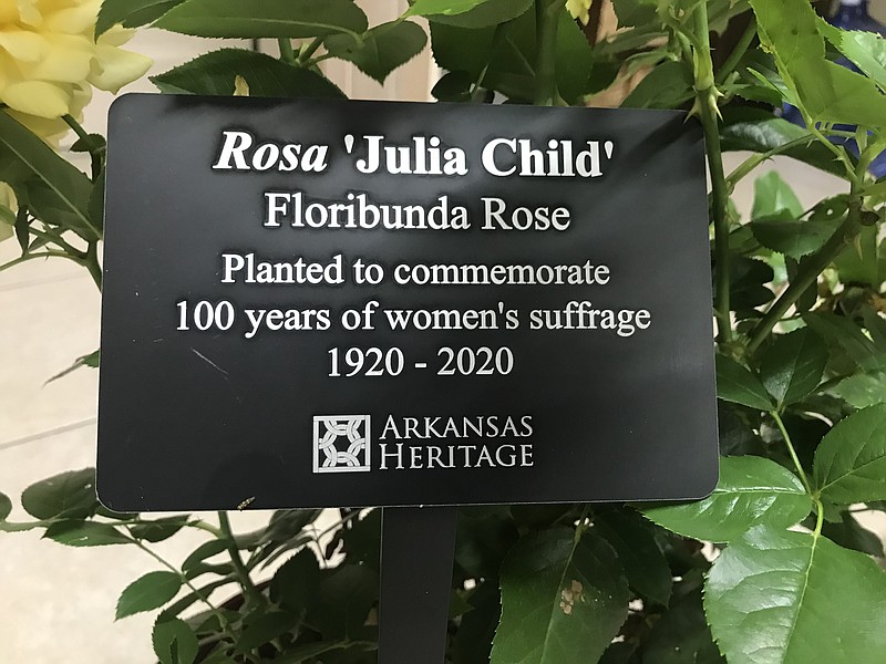 Yellow roses, such as the ‘Julia Child roses’ donated to Union County by the Arkansas Women’s Suffrage Centennial Commemoration Committee, represented support for the women’s suffrage movement at the turn of the 20th century. (Contributed)