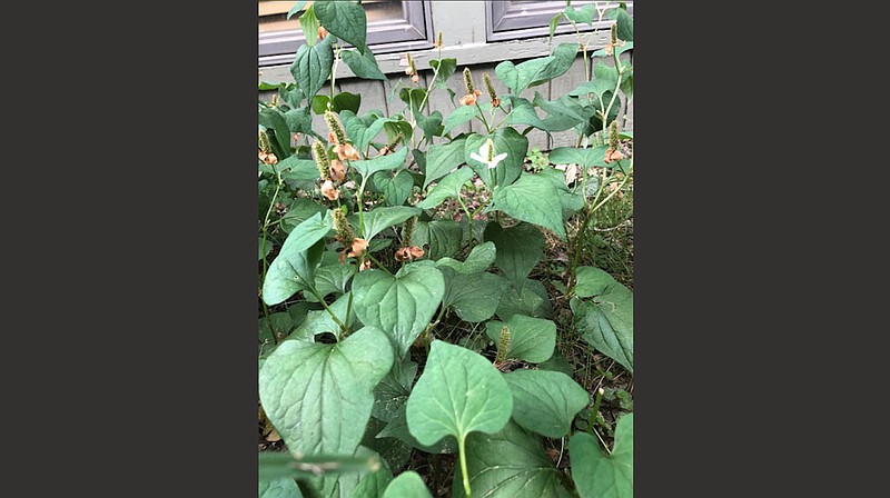 Houttuynia cordata, the chameleon plant, is aggressive. (Special to the Democrat-Gazette)