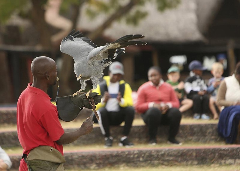 A handler prepares a bird for flight in June at the sanctuary Kuimba Shiri near Harare, Zimbabwe. More photos at arkansasonline.com/712birdpark/ (AP/Tsvangirayi Mukwazhi) 