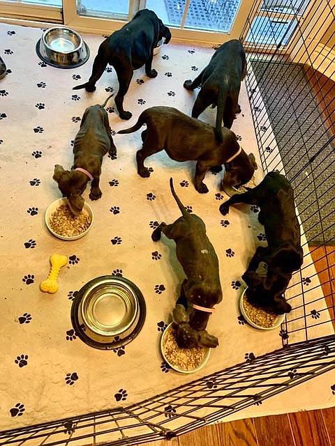 Five of these six puppies are available for adoption through the Humane Society of the Ozarks. The nonprofit organization has set three fundraisers in the coming months. To adopt, go to hsozarks.org.
(Courtesy Photo) story.lead_photo.caption