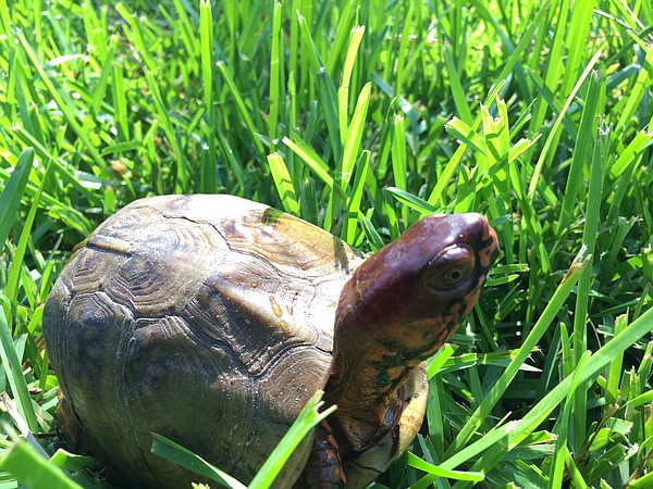 Turtle goes for a walk