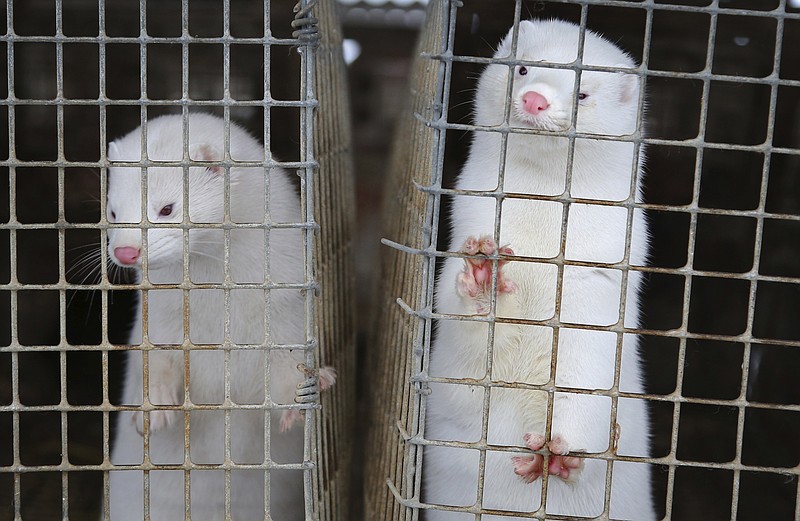 FILE - In this Dec. 6, 2012, file photo, minks look out of a cage at a fur farm in the village of Litusovo, northeast of Minsk, Belarus. Coronavirus outbreaks at mink farms in Spain and the Netherlands have scientists digging into how the animals got infected and if they can spread it to people. (AP Photo/Sergei Grits, File) story.lead_photo.caption