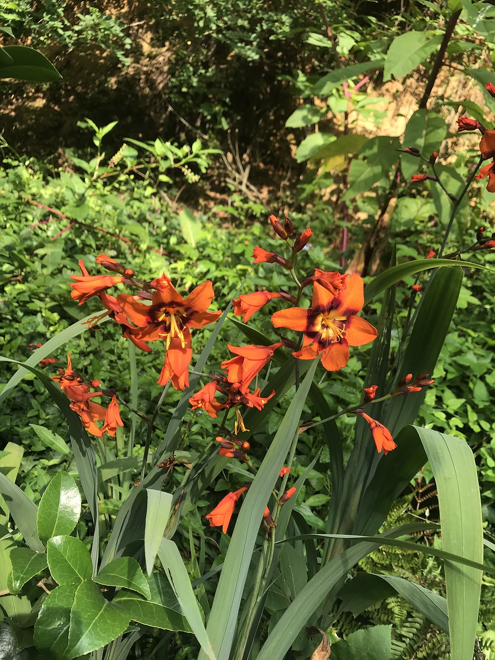 Emily Double Bloom