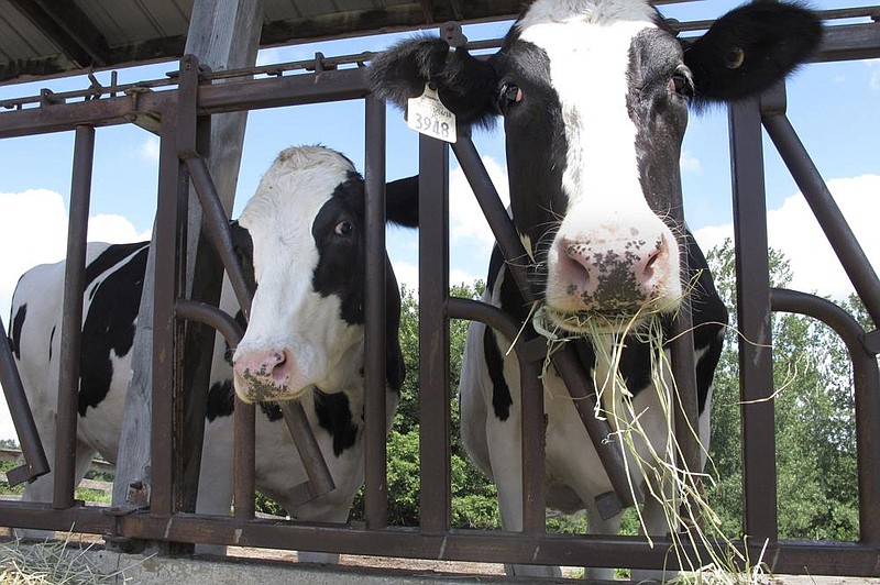 Cows eat hay last month at the University of Vermont dairy farm in Burlington. U.S. milk sales have risen sharply during the pandemic after decades of decline. (AP) 