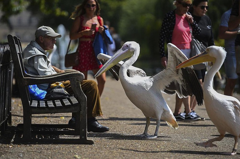 Pelicans approach a person on a bench Monday in St. James’ Park in London. (AP/PA/Kirsty O’Connor) 
