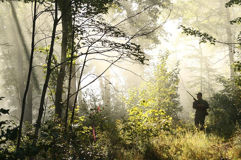 A morning squirrel hunt is a superb way for a beginning hunter to experience the wonder of an Arkansas autumn.
(Arkansas Democrat-Gazette/Bryan Hendricks)