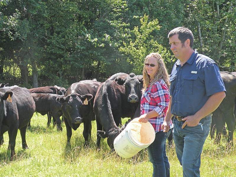 Amanda and Bobby Dunehew raise 130 cows, plus calves and five bulls, in their cattle operation in Independence County. They sell their cattle at the local sale barn, Cattlemen’s Livestock Exchange.