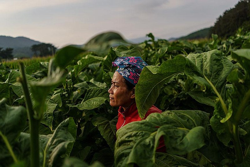 A Thai migrant, one of many who have come to be known in Thai as the phi noi, or “little ghost,” picks tobacco leaves on a farm in Bokheung-Myeon, South Korea, in early July. (Los Angeles Times/Marcus Yam) 