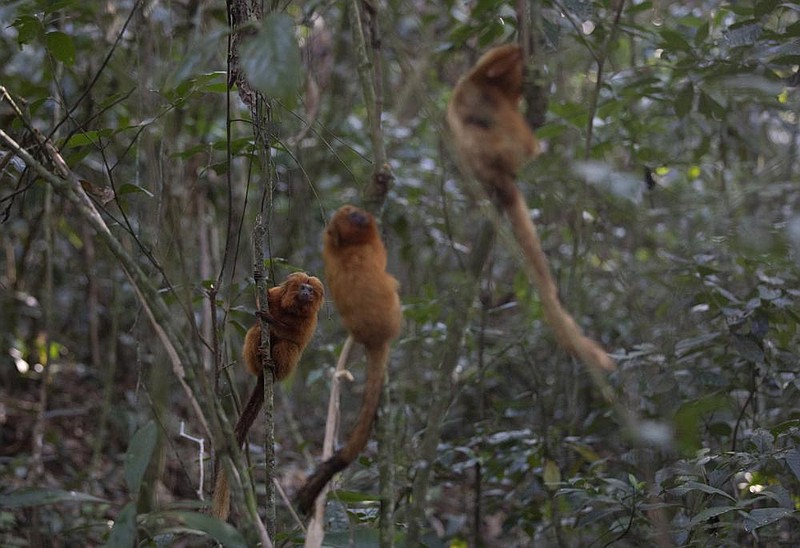 Golden lion tamarins hold onto trees Thursday in the Atlantic forest region of Silva Jardim, a town in Brazil’s Rio de Janeiro state. A recently built eco-corridor will allow the primates to safely cross a busy interstate bisecting one of the last Atlantic Coast rain forest reserves. (AP/Silvia Izquierdo) 
