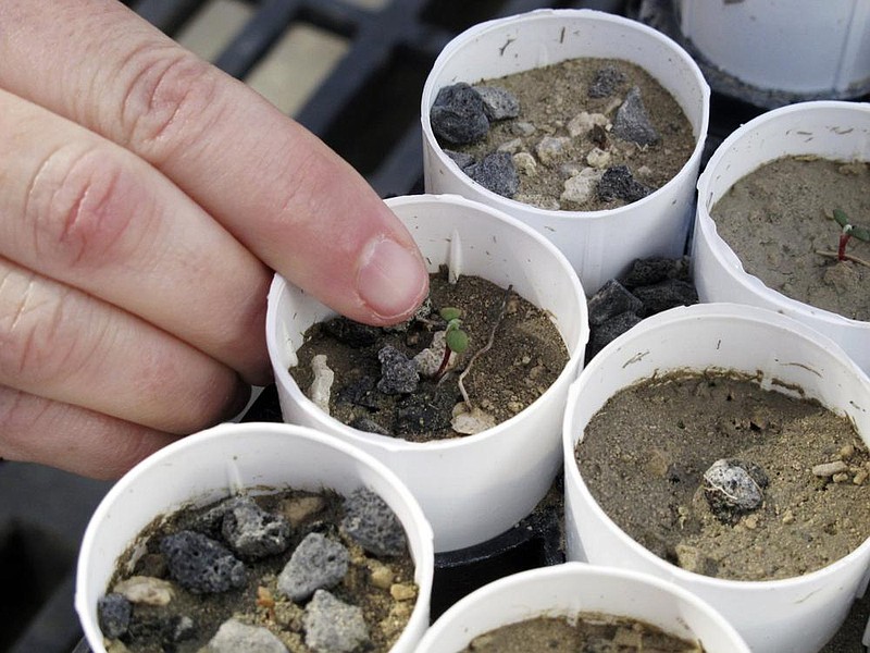 In this February photo, a plant ecologist at the University of Nevada, Reno, points to a tiny Tiehm’s buckwheat that has sprouted at a campus greenhouse in Reno, Nevada. (AP/Scott Sonner) 
