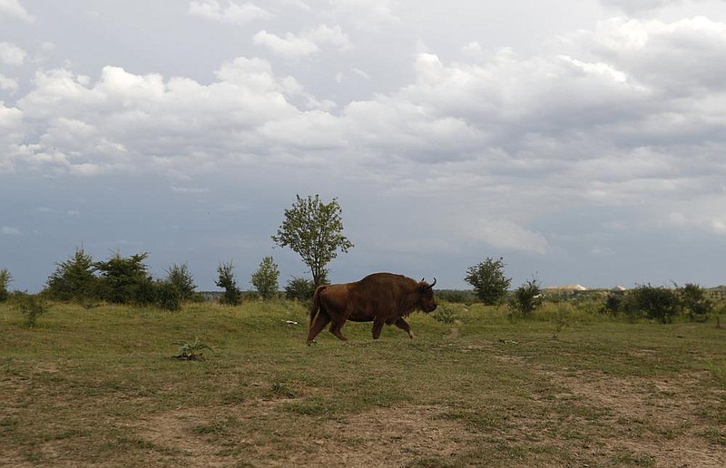 A bison roams across the plains of the wildlife sanctuary in Milov- ice, Czech Republic, last month. More photos at arkansasonline. com/89czech/. (AP/Petr David Josek) 