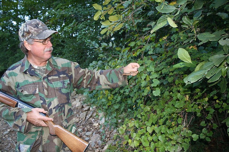 Time in the woods allows young hunters to develop skills they can refine throughout their lives, such as identifying food sources like muscadines, which attract squirrels and deer in early fall.
(Arkansas Democrat-Gazette/Bryan Hendricks)