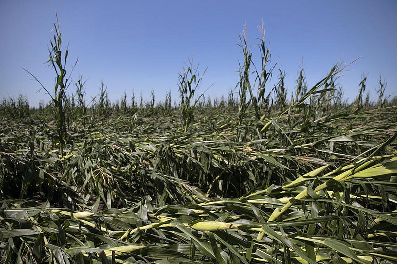 A rare windstorm, known as a derecho, flattened this cornfield in Polk City, Iowa, this week. Farmers in the state had been expecting a record crop this year. More photos at arkansasonline.com/814iowa/.
(The Des Moines Register/Olivia Sun)