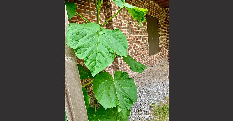 This Empress Tree (Paulownia tomentosa) will rapidly grow taller and could become a problem if left where it is. (Special to the Democrat-Gazette)
